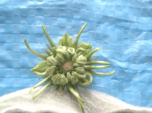 カレンデュラの種子