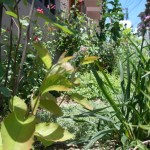 camomille herb gardenの夏