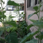 camomille herb garden