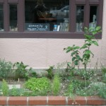 camomille herb garden