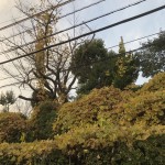IMG_2634[1]
