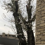 IMG_3106[1]