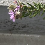 IMG_3239[1]