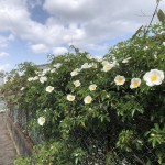 IMG_3282[1]