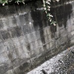 IMG_5221