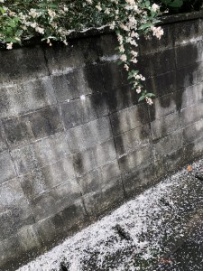 IMG_5221