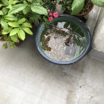 IMG_5260