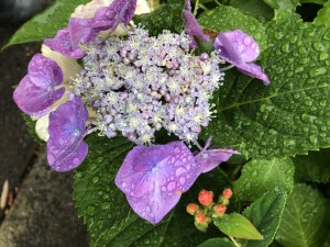 IMG_5272