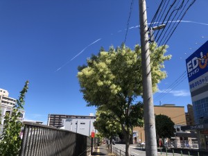 IMG_5450