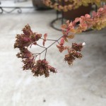 IMG_5523