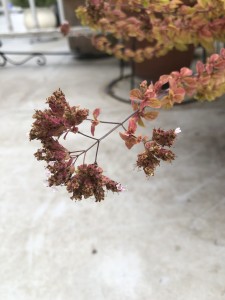 IMG_5523