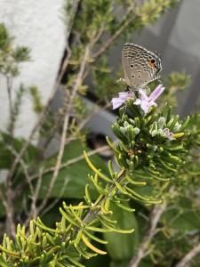 IMG_5803